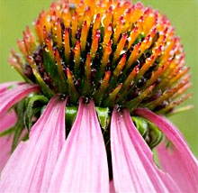 echinacea (220x214, 20Kb)