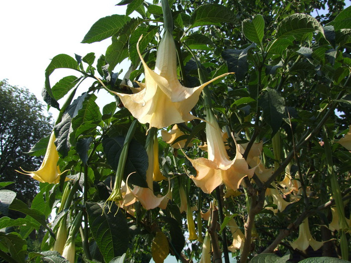 Brugmansia_aurea_Stock (700x525, 167Kb)