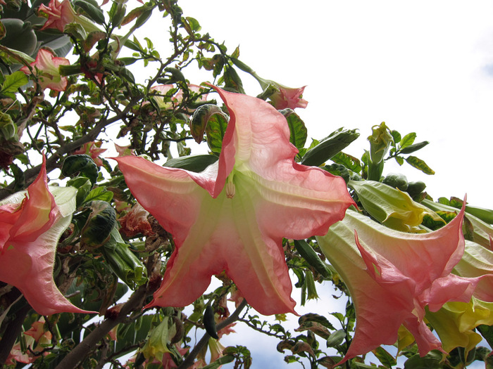 IMG_0697_brugmansia_pink_2_1200 (700x525, 179Kb)