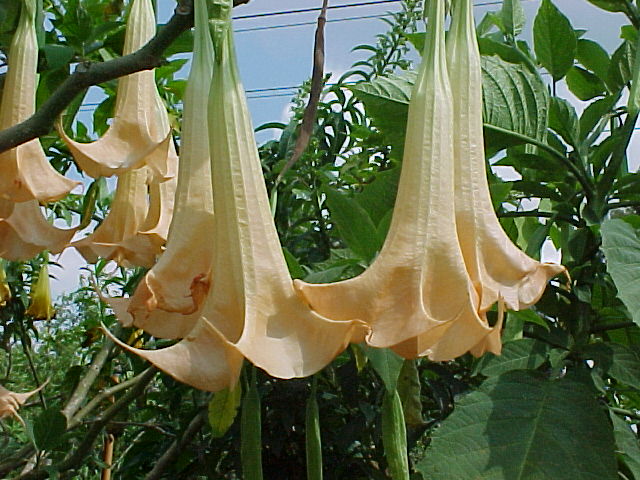 datura04 (640x480, 86Kb)