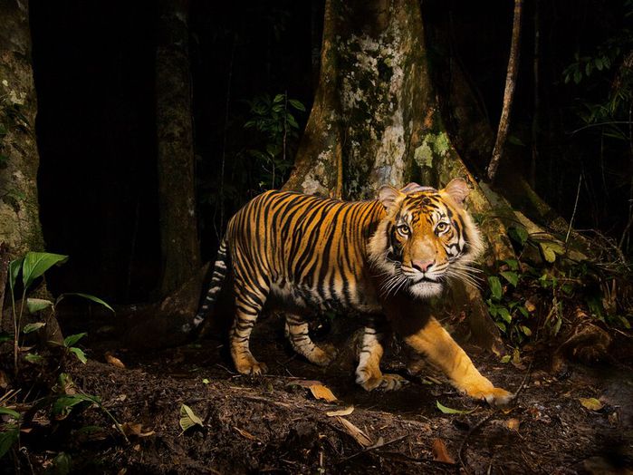tiger-sumatra-winter (700x524, 78Kb)