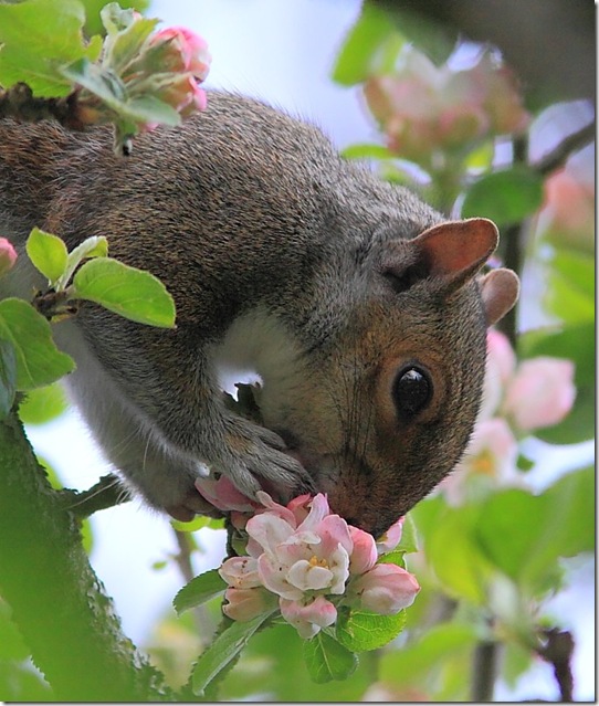 appleblossoms_3 (542x639, 117Kb)