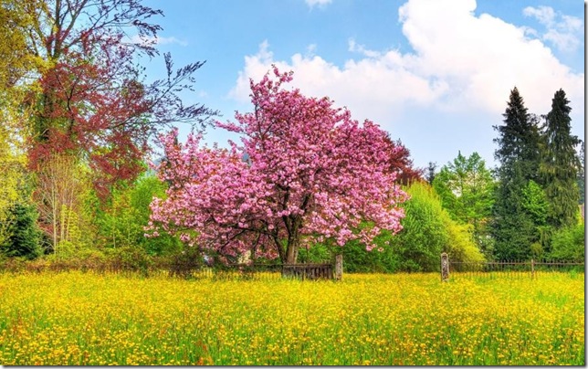 springlandscape_3 (644x404, 138Kb)