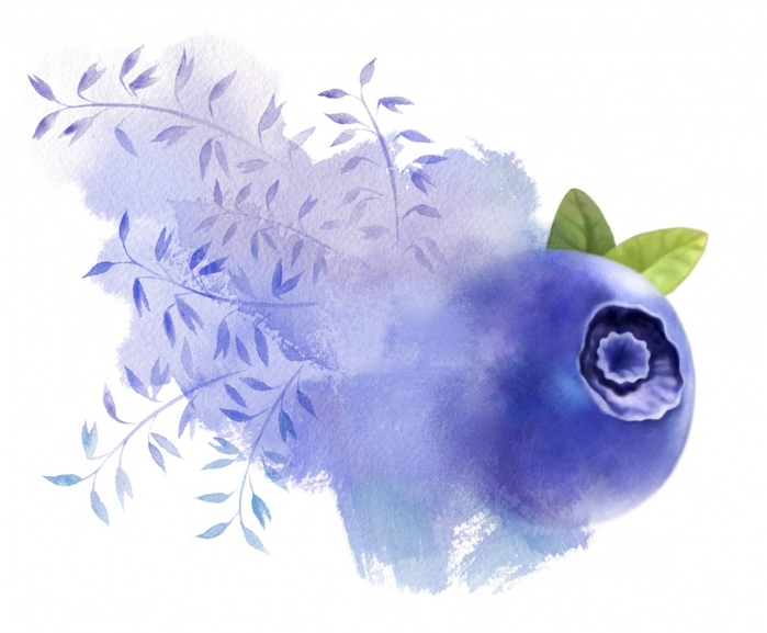 Rithuset illustration for a package great blueberries (700x577, 191Kb)