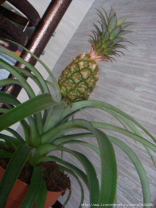 DSC06201 (525x700, 218Kb)