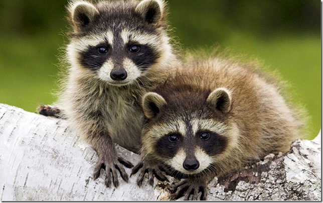 0600116raccoons_3 (644x404, 104Kb)