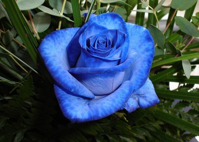 blue_rose_06 (700x501, 59Kb)