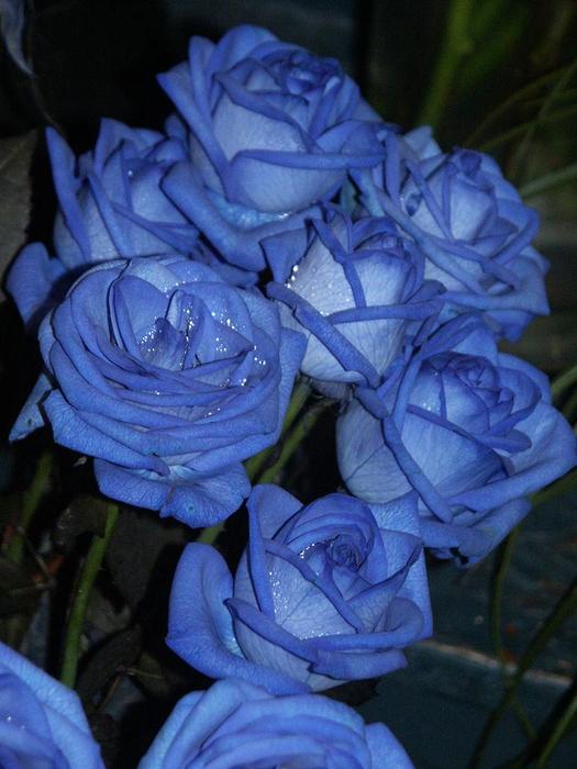 blue_rose_12 (525x700, 50Kb)