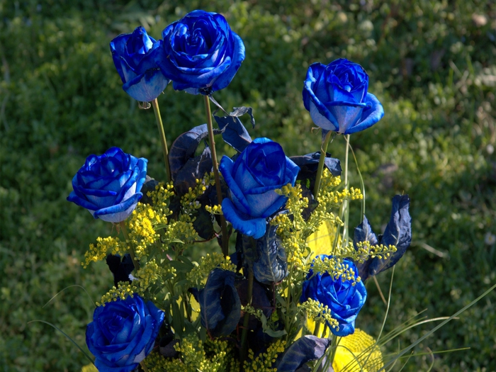 4485033_7_Blue_Roses_7378 (700x525, 315Kb)