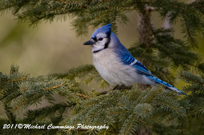 bluejay88 (700x464, 121Kb)