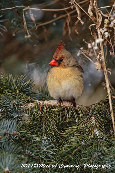 cardinalfemale49 (464x700, 150Kb)