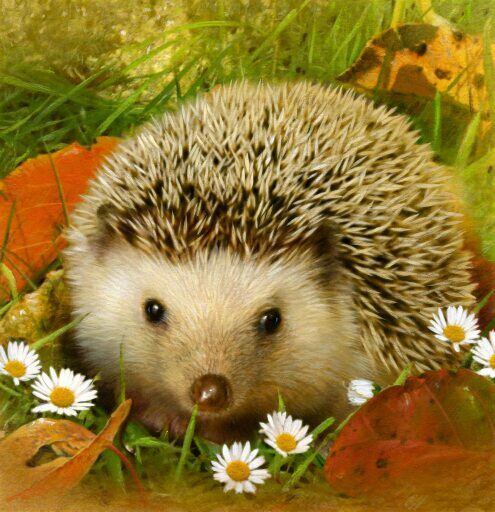 11.12234.512.hedgy (495x512, 192Kb)
