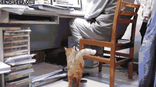 funny-gifs-i-just-want-attention (320x180, 1947Kb)