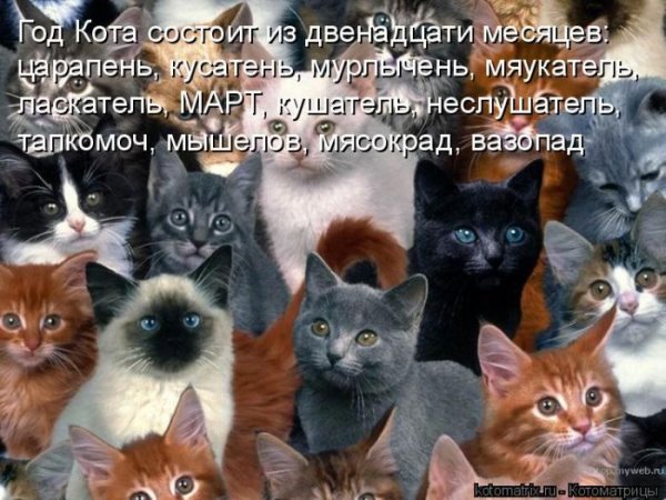 год кота котоматрица (600x450, 73Kb)