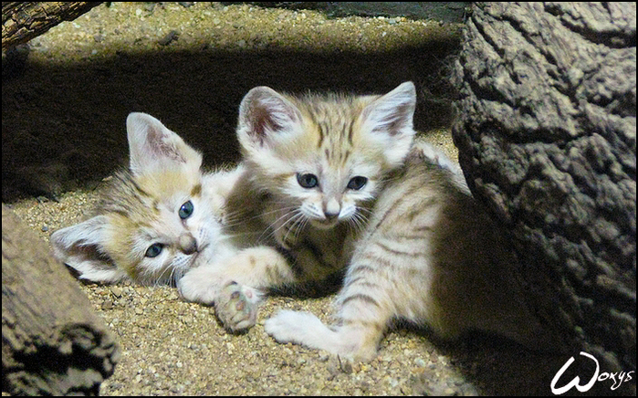 http://img0.liveinternet.ru/images/attach/c/4/80/754/80754974_Sand_cat_kittens_by_woxys.jpg