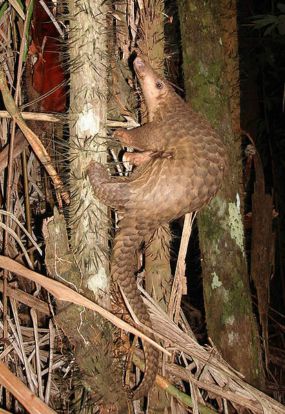 http://img0.liveinternet.ru/images/attach/c/4/80/755/80755778_Pangolin.jpg