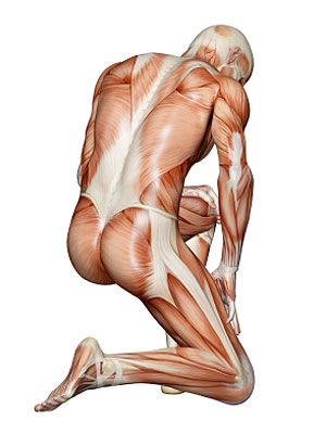 photogallery-bones-muscles-01-full (300x400, 23Kb)