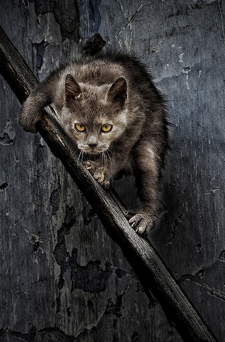 1901311_Sergei_Mironenko_2 (460x700, 230Kb)