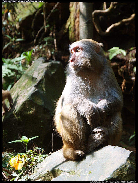 P4057133-vi (529x700, 315Kb)