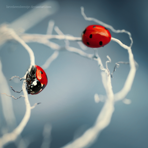 ladybug_world_by_lieveheersbeestje-d2v9305 (600x600, 206Kb)
