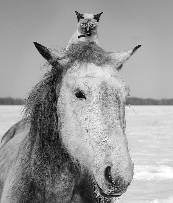 1901311_Andrei_Hitailenko_EdinoKot (596x700, 118Kb)