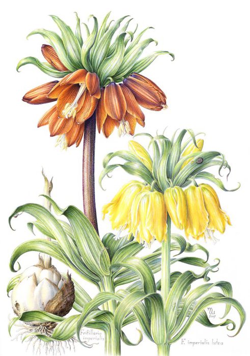 Fritillaria imperialis (491x700, 77Kb)