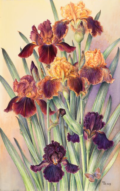 Irises (404x640, 470Kb)