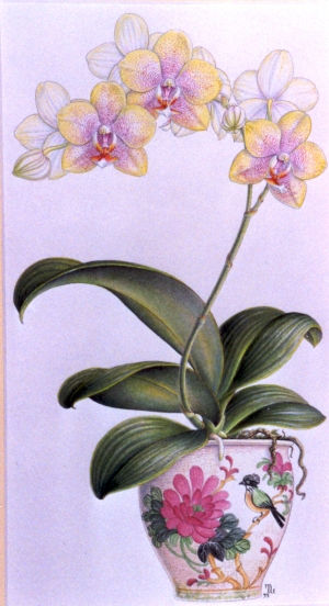 phalaenopsis (300x552, 131Kb)