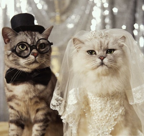 4008704_cat_wedding (549x518, 116Kb)