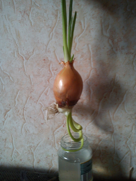 3271256_DSC05532 (525x700, 252Kb)