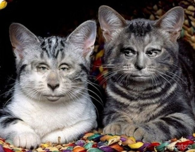 1322201016_picdump-41 (650x507, 68Kb)
