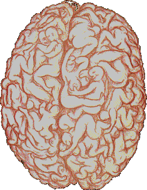 мозг (300x387, 91Kb)