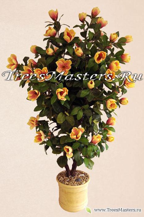 4173442_source_magnoliya2m (466x700, 54Kb)