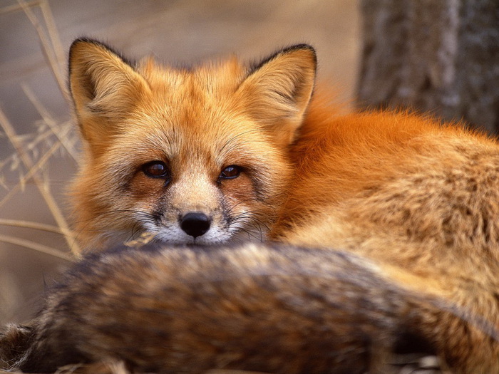 1323505003_foxes15 (700x525, 126Kb)