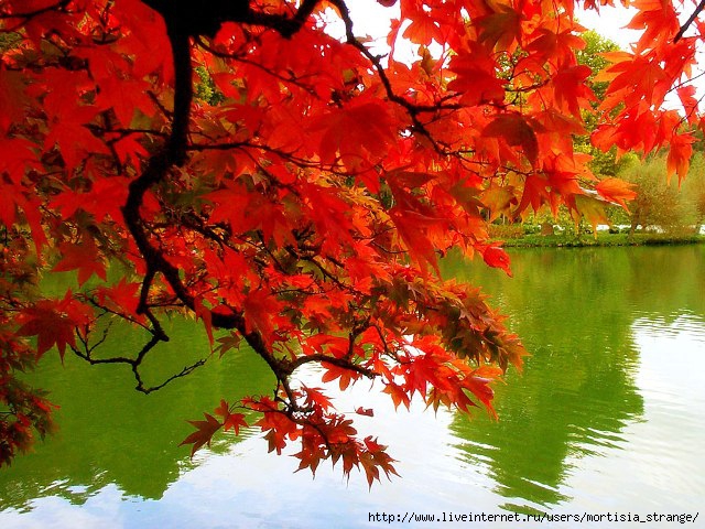 free-pictures-fall-autumn-colors-leaves-Mexicanwave-pic (640x480, 271Kb)