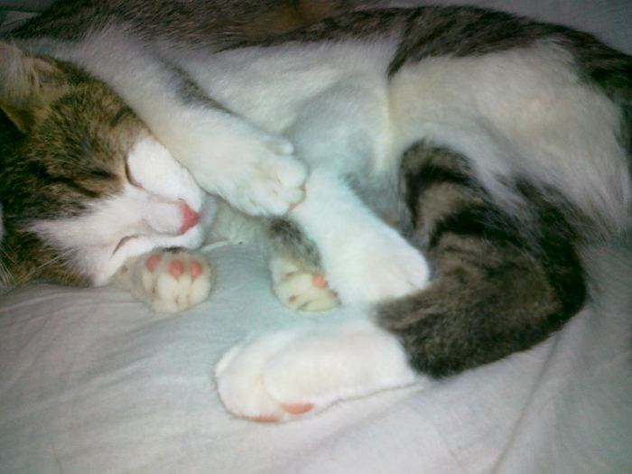 201112141126 (700x525, 411Kb)