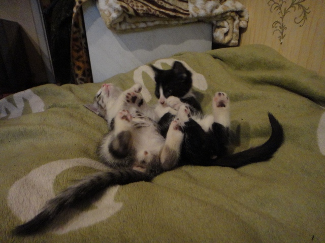 DSC01572 (640x480, 149Kb)