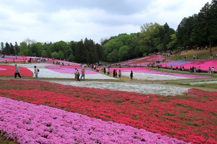 4512602_1470872269620091209055229 (500x316, 110Kb)/4512602_Chichibu_Hitsujiyama_Park_Phlox_Hill_2 (700x466, 310Kb)