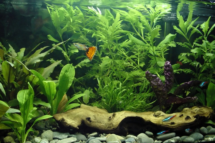 AQUARIUMS3 (700x465, 284Kb)