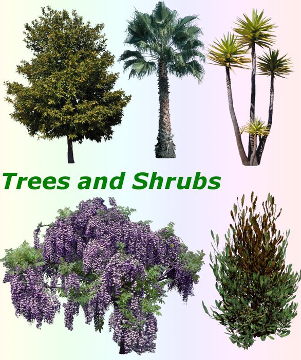 3291761_01Trees_and_Shrubs (586x700, 124Kb)