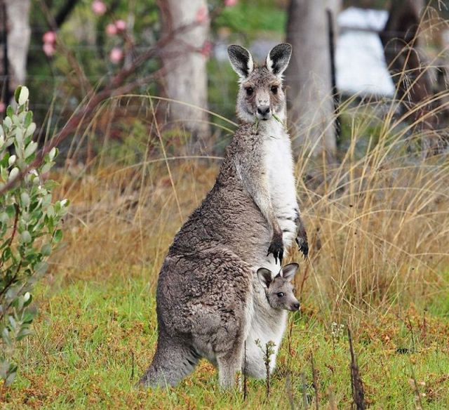 Animals_04 (640x584, 89Kb)