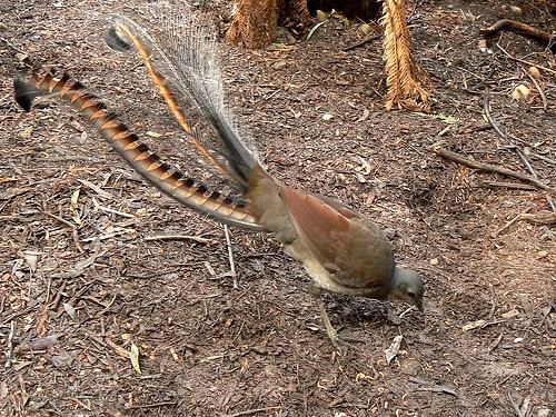 Lyre_bird_3 (500x375, 96Kb)