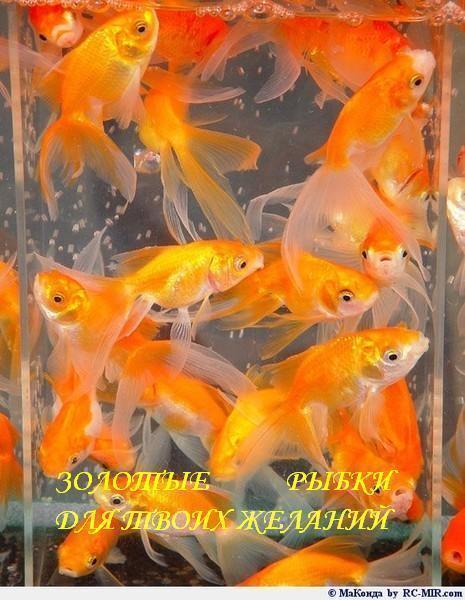 _____________[1][1] (465x600, 51Kb)