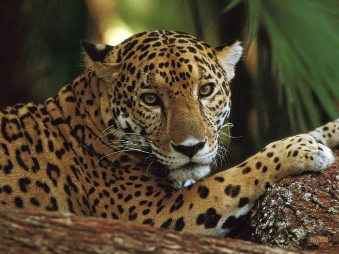 131009-leopard-bolshoj_1024x768 (700x525, 66Kb)