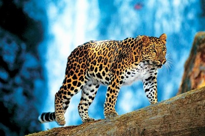 _leopard1 (700x467, 100Kb)