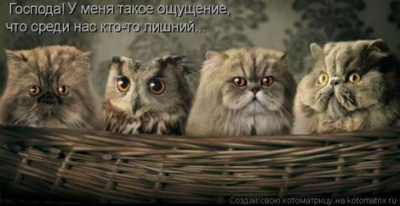 -  (570x294, 25Kb)