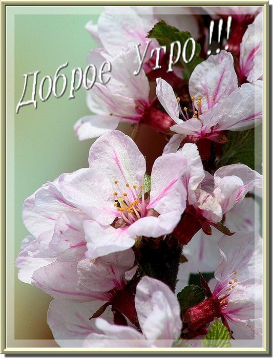 0_39a0f_99694936_XL (533x700, 114Kb)