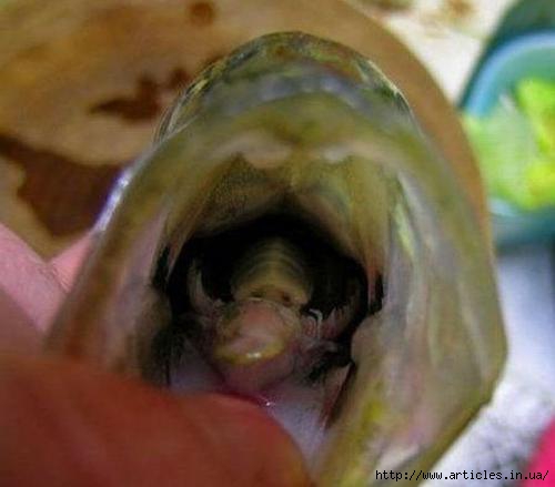 Cymothoa exigua паразит фото