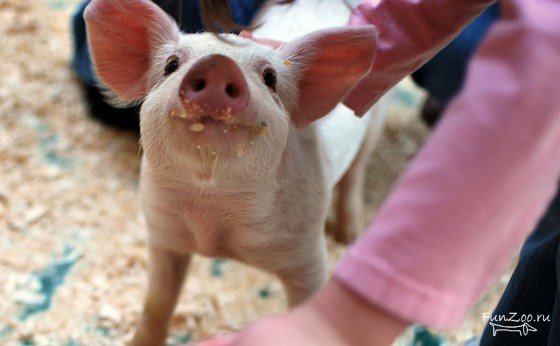 1300121476_pig004 (560x346, 34Kb)