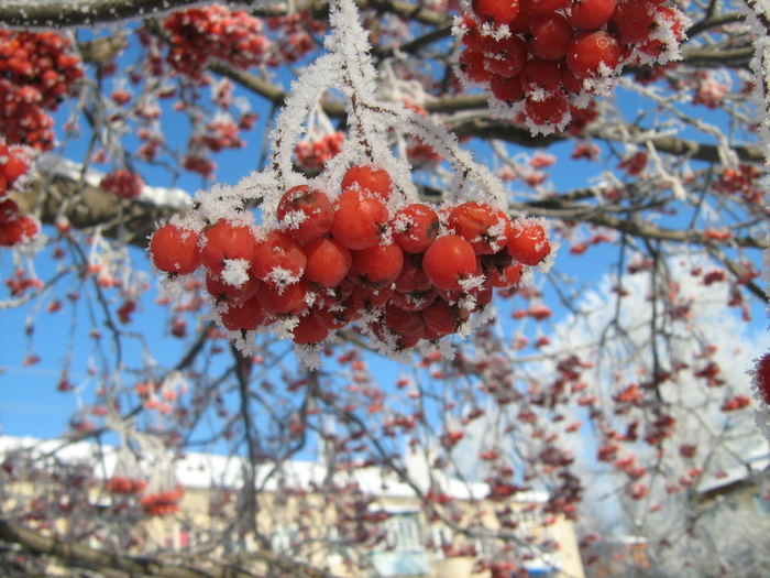 IMG_7496 (700x525, 161Kb)